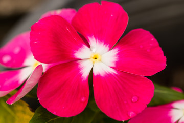 beautiful flower in garden