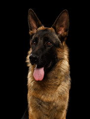 Closeup Portrait of German Shepherd on Black