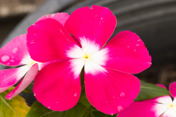 beautiful flower in garden