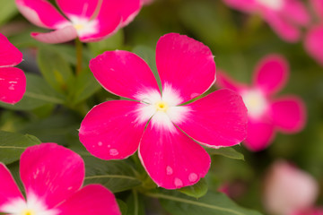 Fototapeta na wymiar beautiful flower in garden