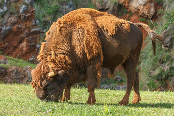 Bisonte Europeo pastando. Bison bonasus.