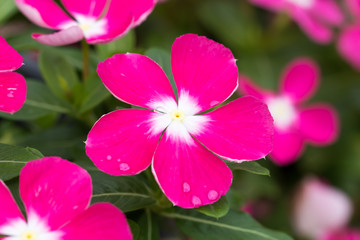 beautiful flower in garden