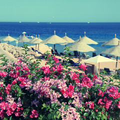 Obraz premium Beach umbrellas on sandy beach, Egypt