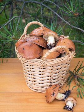 Mushrooms in the basket under pine tree