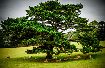 big tree giving shade to a herd of sheeps