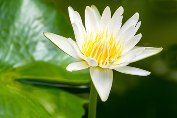 fleur de lotus blanc