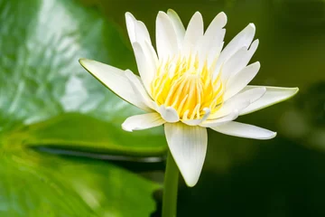 Photo sur Plexiglas fleur de lotus fleur de lotus blanc