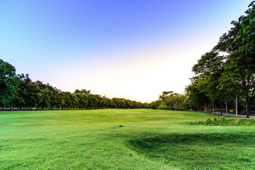 Golf course landscape with tree.