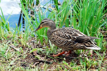 Beautiful duck in the Trakai in Lithuania