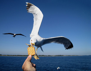 Saegull feeding