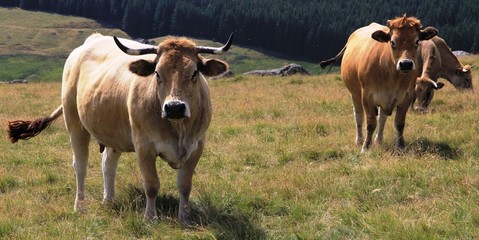 vaches Aubrac