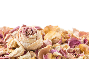dry pink and white rose