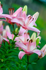 light pink flowers of a lily