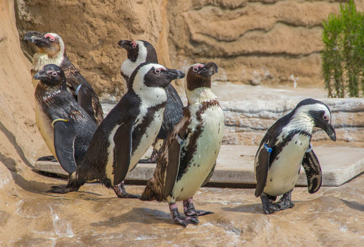 Six magellanic penguins