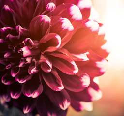 red flower bud at sunset