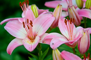 light pink flowers of a lily
