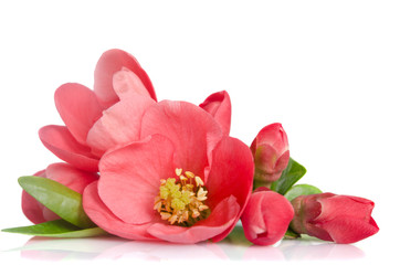 Obraz na płótnie Canvas beautiful pink flower with buds on white background