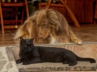Katz und Hund