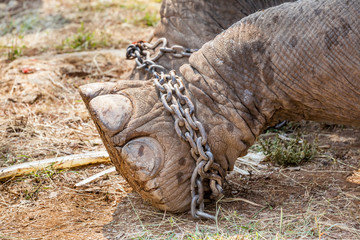 leg of an elephant