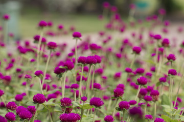 Obraz premium beautiful amaranth in garden