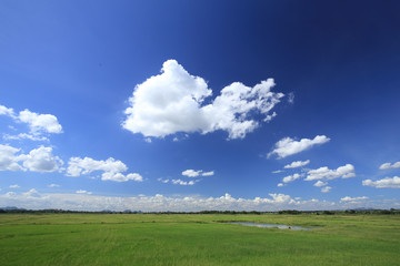 Fototapeta na wymiar grass field with blue sky