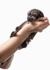 Animal. Old ferret on white background