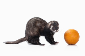 Animal. Old ferret on white background