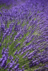 fields of blooming lavender flowers (Provence, France) 