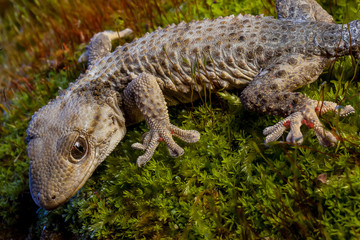 macro di un geco su del muschio