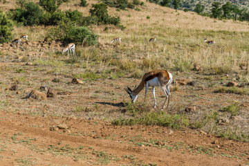  Impala (antelope), Pilanesberg national park. South Africa.
