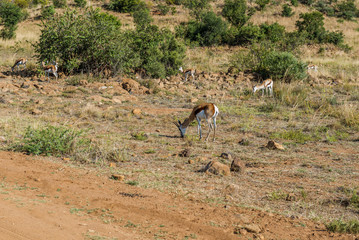  Impala (antelope), Pilanesberg national park. South Africa.
