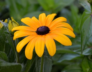 Vibrant Yellow Black Eye Susan Flower