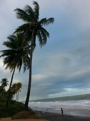 Fototapeta na wymiar Palms and ocean
