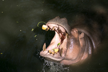 hippopotamus eating