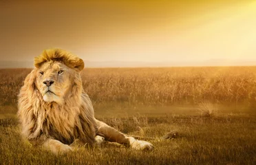 Fotobehang Mannetjes leeuw liggend op het gras © powerstock