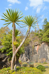 Fototapeta premium Dracaena loureiri Gagnep.