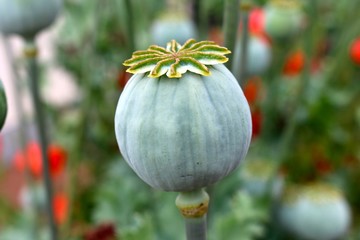 Fototapeta premium mohnblume