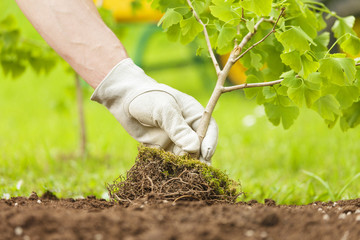 Hand with glove Planting Small Tree with roots