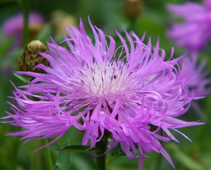 Kaukasische Flockenblume