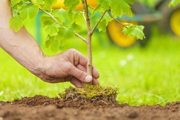 Hand Planting Small Tree with roots in a garden