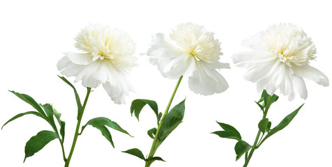 White peonies