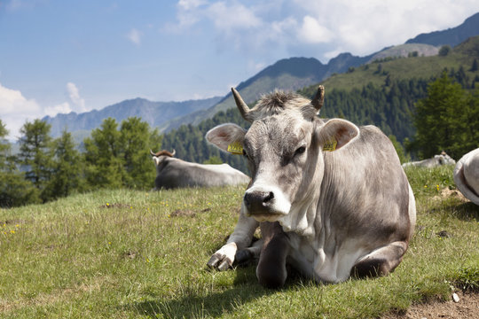 Kuh am Hirzer Hochplateau im Passeiertal, S&uuml;dtirol