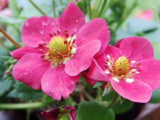 2 Erdbeerblüten