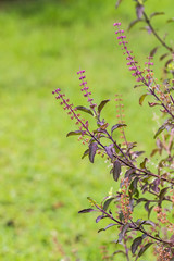 sweet basil in garden