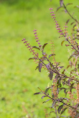 sweet basil in garden