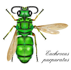 cuckoo wasp white background