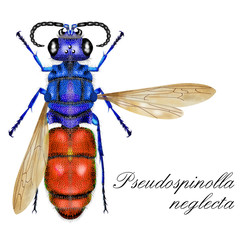 cuckoo wasp white background