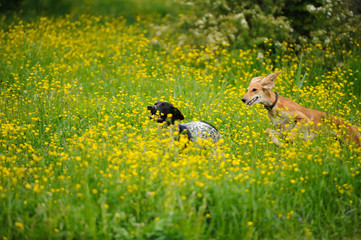 Happy dogs running through a meadow with buttercups