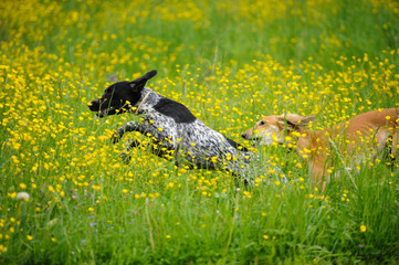 Happy dogs running through a meadow with buttercups