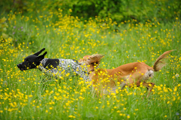 Happy dogs running through a meadow with buttercups